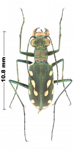 Réf. 245 329 : Calomera lacrymosa